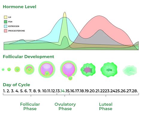 Oogenesis - Definition, Process, and Stages