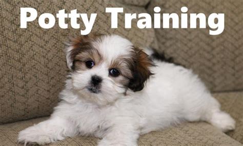 Malshi Potty Training – Modern Puppies