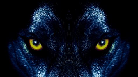 Download Stare Animal Wolf 4k Ultra HD Wallpaper