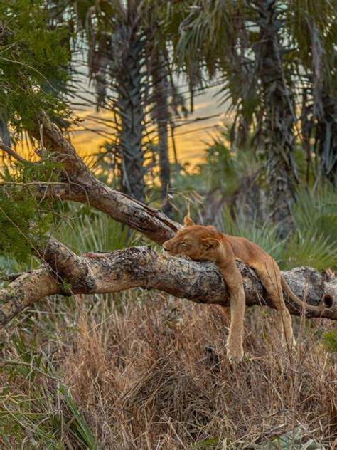 Wildlife | Gorongosa