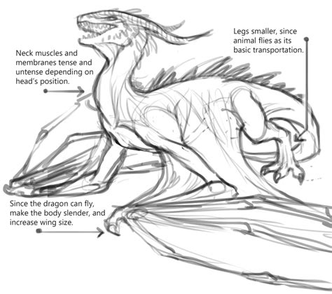 Reference Dragon Anatomy Drawings