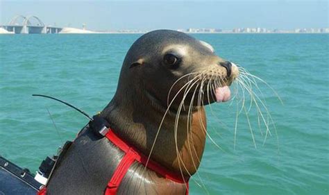 Royal Navy use sea lions to hunt underwater mines | Nature | News | Express.co.uk