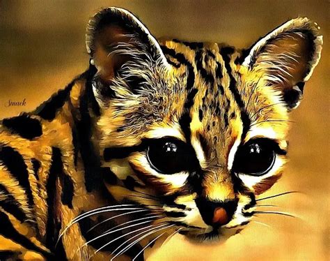 The Adorable Big Eyed Margay Of The American Forests