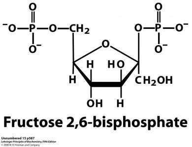 Fructose 2,6 bisphosphate - Alchetron, the free social encyclopedia