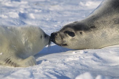 Harp Seal Eating