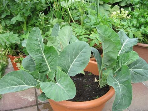 Growing Cauliflower in Containers | Care & How to Grow Cauliflower in Containers | Balcony ...