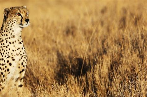 FAQ - Kenya Wildlife Photography - Travel Tips