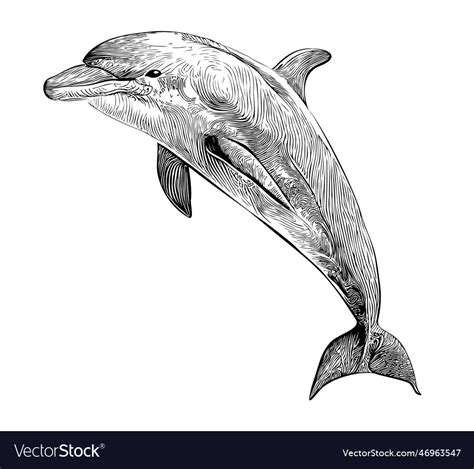 Dolphin sketch hand drawn in doodle style Vector Image