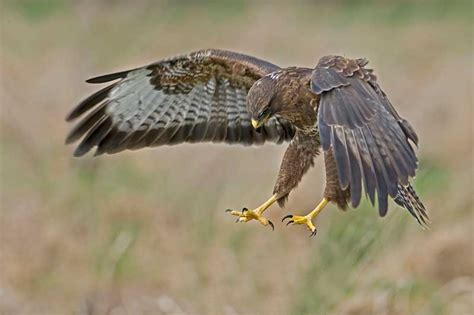 Buzzard | Bird Identification Guide | Bird Spot