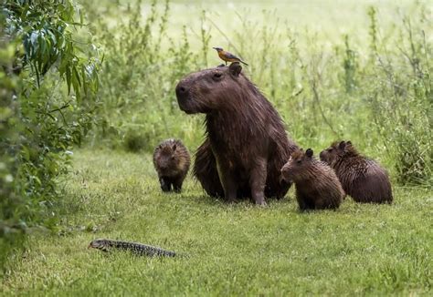 13 Surprising Capybara Facts - Fact Animal