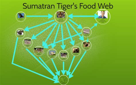 Food Web Sumatran Tiger by Parmeet Gahunia on Prezi