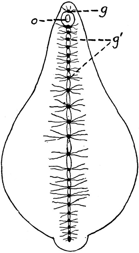 Leech Nervous System | ClipArt ETC