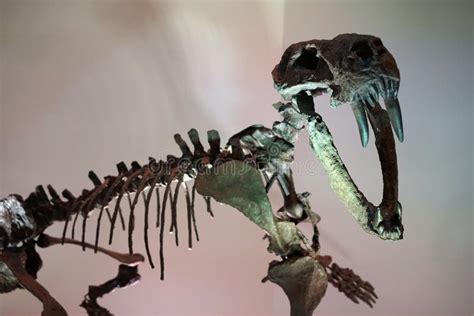 Sabertooth tiger fossil stock photo. Image of eater, mammalian - 60217388