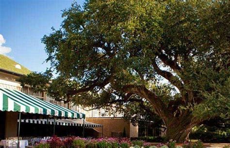 New Orleans Country Club in New Orleans, Louisiana, USA | GolfPass