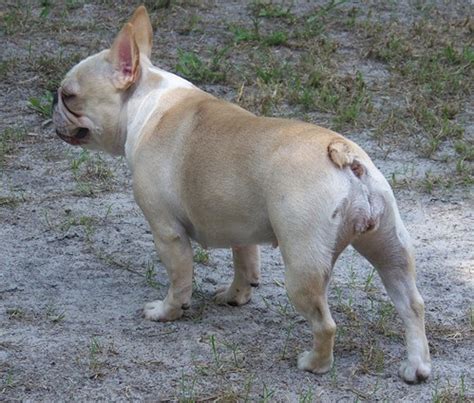 39 Best Images French Bulldog Tail Docked - Cute Bulldog With Tail ...