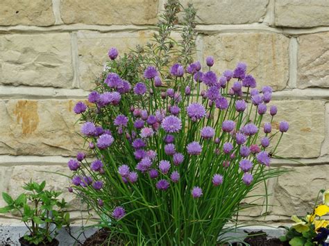 Allium . Chives flowers | Chive flower, Flowers, English garden