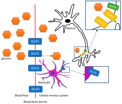 JCM | Free Full-Text | Brain Glucose Metabolism in Health, Obesity, and Cognitive Decline—Does ...