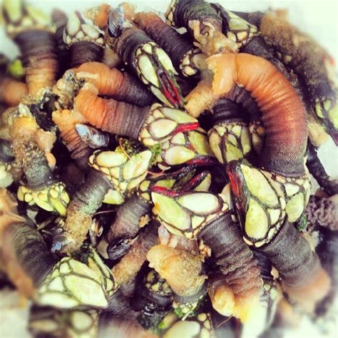 Wonders of Portugal: Percebes