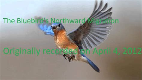 The Bluebird's Northward Migration - YouTube