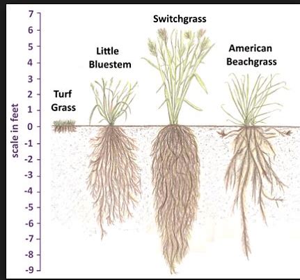 Grasses vs. Sedges in 2022 | Plant roots, Landscaping plants, Plants