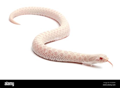 Western Hognose Snake 'snow' on white background Native to North ...