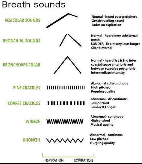Breath sounds - MEDizzy
