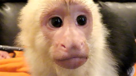 White Face Capuchin Monkey! Up Close! SUPER CUTE - YouTube