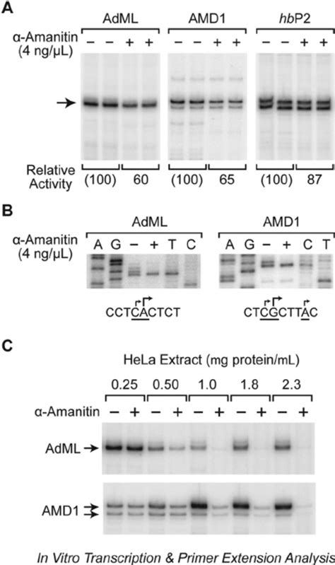 Multiple polymerases transcribe RNA polymerase II promoters in vitro ...