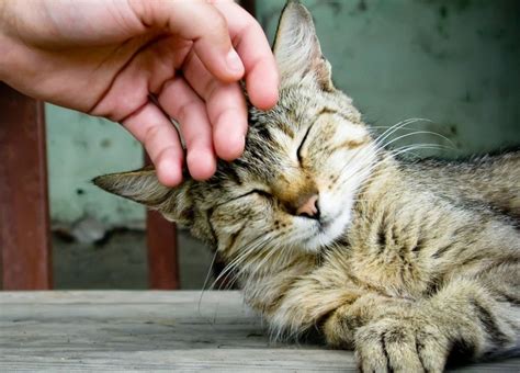 29 Benefits of Owning a Pet - Petswelcome.com