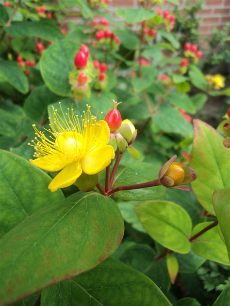 Hypericum - Hertshooi | Planten, Tuin