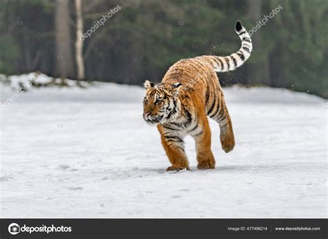 Siberian Tiger Running Snow Beautiful Dynamic Powerful Photo Majestic Animal Stock Photo by ...