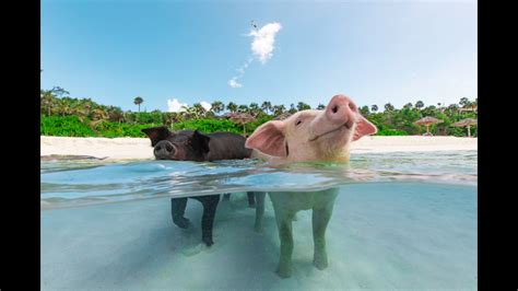 Sandy Toes Bahamas - Sandy Toes, Rose Island Bahamas - Day / Shore ...