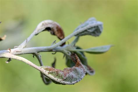 4 Common Apple Tree Diseases