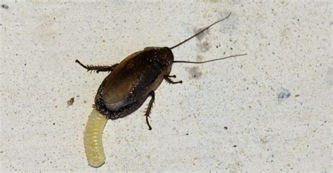 Cockroach Eggs and Egg Sacs: How to Know It When You See It - A-Z Animals