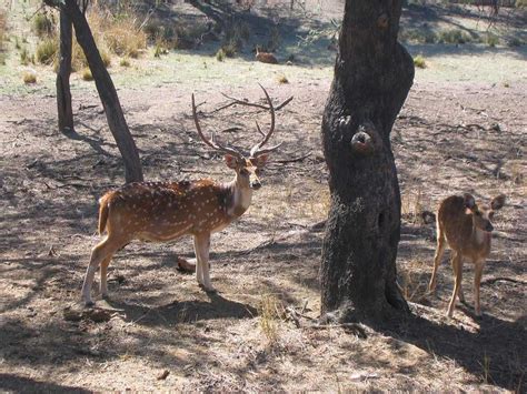 Photos of Sariska National Park | Images and Pics @ Holidify.com