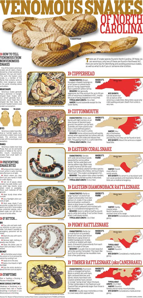 Venomous Snakes of North Carolina | Special Sections | journalnow.com ...