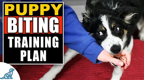 Your Complete Guide To Puppy Biting Training - Best Dog Training Methods