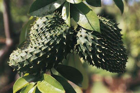 Soursop Tea Benefits and Side Effects