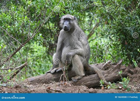 Sitting Baboon stock photo. Image of baboon, ground, muzzle - 1624508