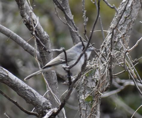 eBird Checklist - 2 Jan 2023 - Whipple observatory picnic area - 21 ...