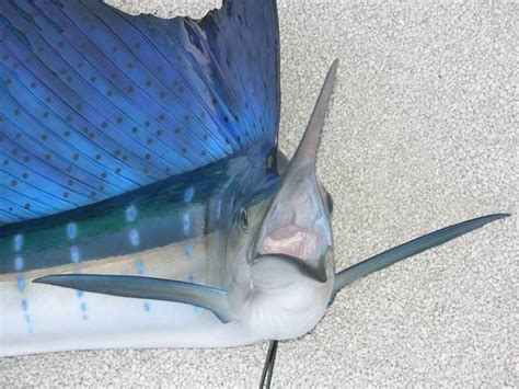 Sailfish Mounts - Replica Mounts by New Wave Taxidermy