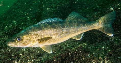 Zander vs Walleye: Differences Explained - eatingthewild.com