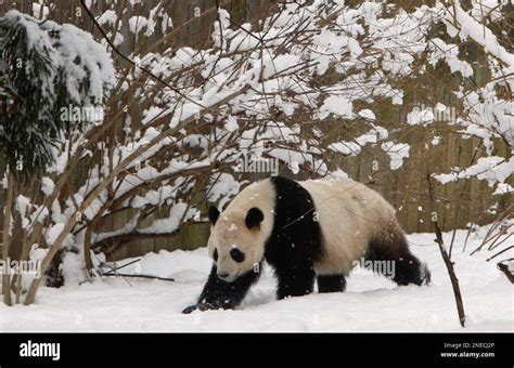 4-year-old panda Tai Shan is seen on his last day at the National Zoo ...