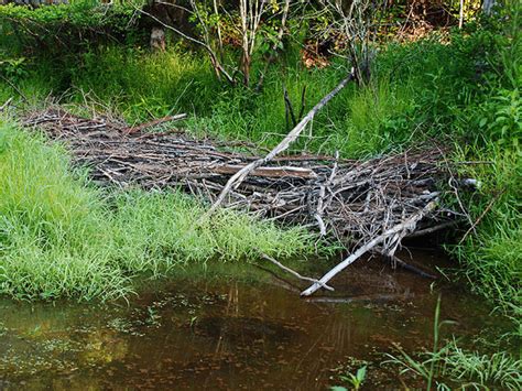 James River State Wildlife Management Area, a Virginia State Wildlife Management Area