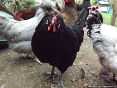 La Fleche For Sale | Chickens | Breed Information | Omlet