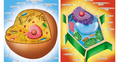 La célula: La Célula organelos y funciones