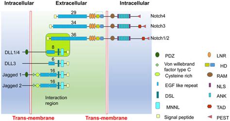 Biochemistry of Notch ligands and Notch receptors There are five Notch... | Download Scientific ...