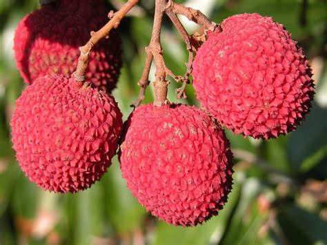 Lychee #2: BREWSTER #2 | Fully ripe Brewster Lychees (Litchi… | Flickr