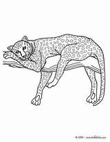 Printable Panther Coloring Pages sketch template