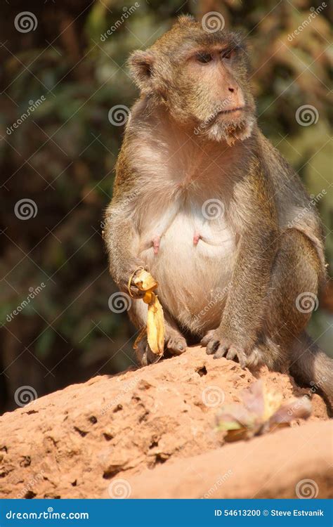 Long tailed macaque stock photo. Image of fascicularis - 54613200